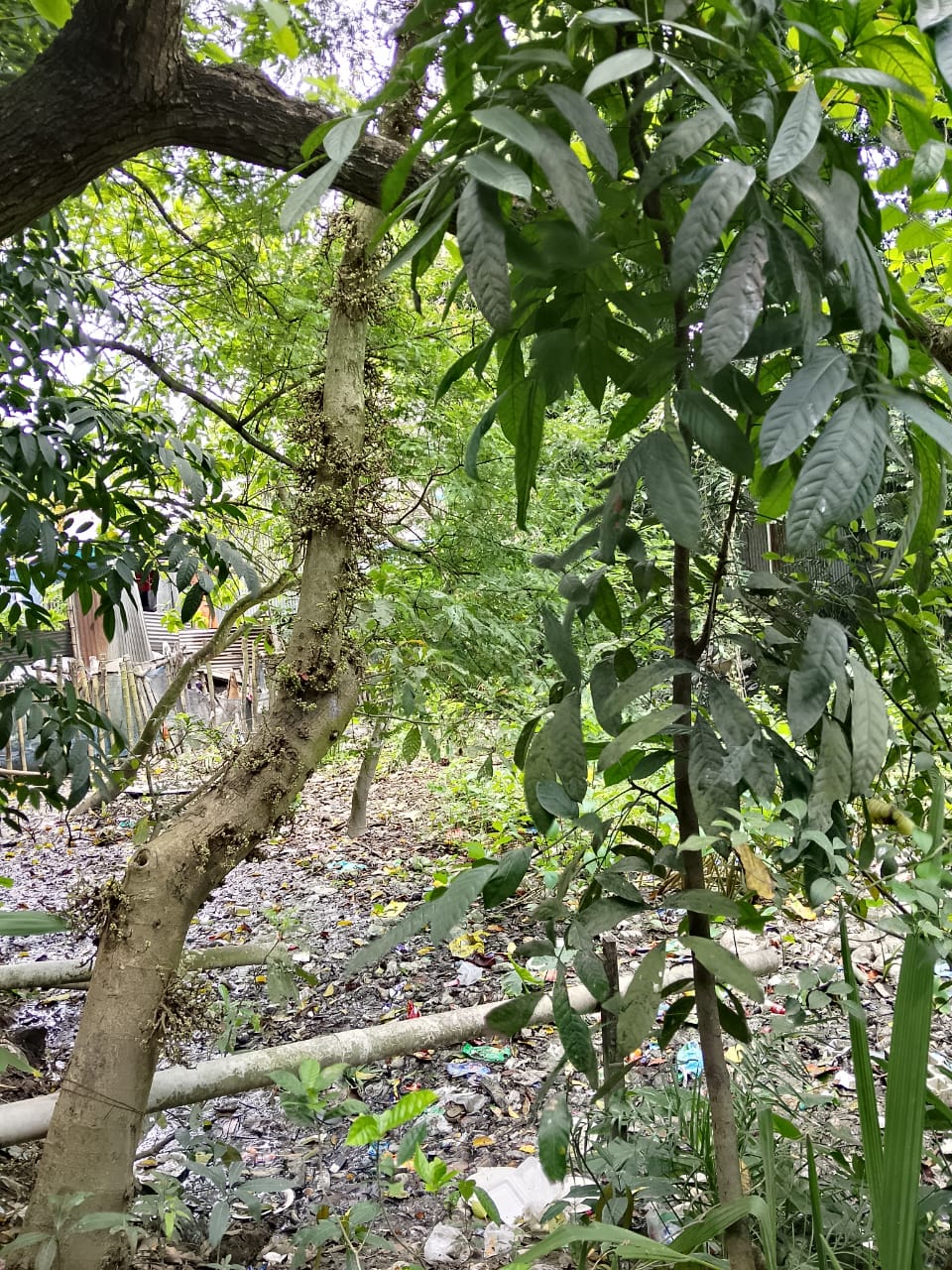 আগের অবস্থা